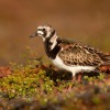 Kamenacek pestry - Arenaria interpres - Ruddy Turnstone 7090